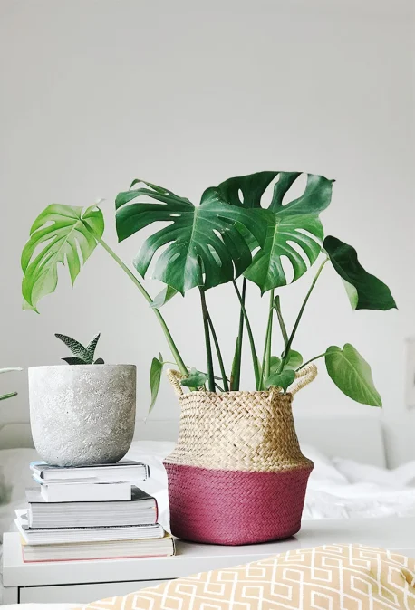 A plant in a wicker basket on a surface, next to a pile of books.
